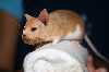 catmouse_thumb.jpg