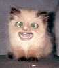 freakyfuckingcat1_thumb.jpg
