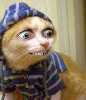 freakyfuckingcat2_thumb.jpg