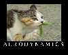 K6TJRDK3X6DU3DHGMA6FQDCXCDUFEUPN_thumb.jpeg
