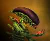 alien-salad_thumb.jpg