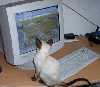 poes_thumb.jpg